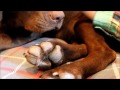 how to remove hair from dog paws the easy way