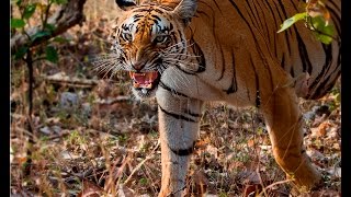 Katrina Tigress With Cubs Video -  Bor Tiger Reserve