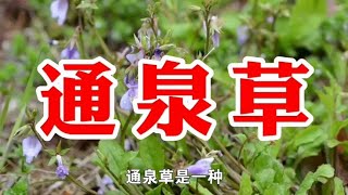 农村一种野草名叫，通泉草，据说有它的地方就有水是真的吗？