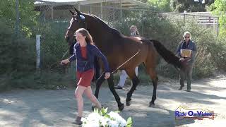 054J1 Meg Pellegrini on RF Eloquence CCI2* Long Jog 1 Galway Downs Nov. 2019