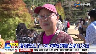 落羽松紅了! 300棵枝頭變色染紅水田│中視新聞 20181201