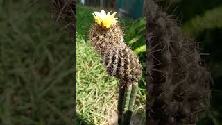 ⭐️Copiapoa Humilis subspecies Tenuissima has yellow flowers and they are Chilean Cactus 🇨🇱