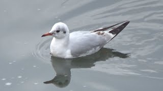 ユリカモメ　内陸部にやって来る　Black-headed gull in Japan