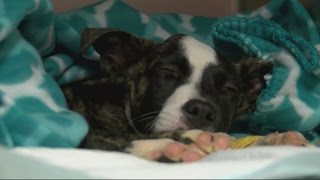 Puppy Beaten and Buried Alive Gets Second Chance at Life