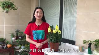 刚入手的鲁冰花，了解生长习性才能养好，花开不断