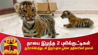 தாயை இழந்த 2 புலிக்குட்டிகள் -  ஆரோக்கியத்துடன் இருப்பதாக பூங்கா அதிகாரிகள் தகவல்