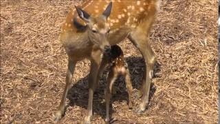 2014年7月13日　旭山動物園　エゾシカ親子