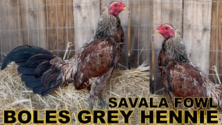 Boles Grey Hennie Dink Fair Sweater 💯 SAVALA FOWL Beautiful Birds California