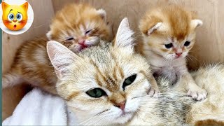 Cat Moments- kittens Calling for mom cat sounds