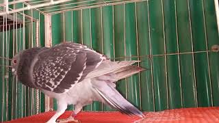 Bangladesh pigeon 🕊️🕊️        makxi রেসার নর এবং mili মাদি।