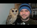 indian scops owl 6 months