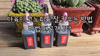 다육,코노피튬 잘 키우는 비법 대공개2탄☆무료나눔이벤트☆