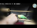 6歳になりました！　セキセイインコ♀　ハッピーバースデー　咳の真似で呼応する