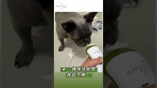 🐾多謝法虎Rocket分享佢嘅Photizo寵物光療儀開箱實測！📦  記得 Follow 我哋，了解更多關於我哋嘅產品同寵物健康資訊❤️  #香港法鬥 #香港法虎 #法國鬥牛犬 #frenchbu