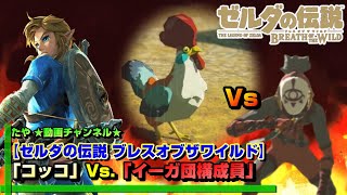 【ブレワイ】「コッコ」Vs「イーガ団構成員」 戦わせてみた！[コッコの逆襲]