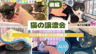 猫の譲渡会【2023年8月20日】後編12匹😸ピーツー会場から🍀ねこ99福岡の里親募集