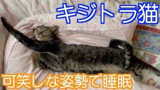 キジトラ猫ノンちゃんが変な姿勢で寝てます