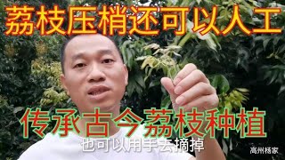 广东茂名高州市荔枝压梢开始啦，根子镇荔农经验分享，纯技术干货