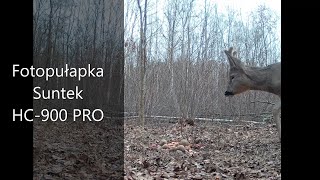 Fotopułapka Suntek HC 900 PRO - styczeń 2023 ( camera trap, wild animals of Poland )