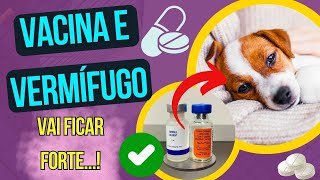 Com Quantos Dias Devo Vacinar Cachorro Filhote? Quando Dar o Vermífugo para Cães? Vacina Barata