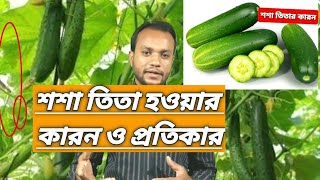 শসা তিতা হওয়ার কারণ ও প্রতিকার।।