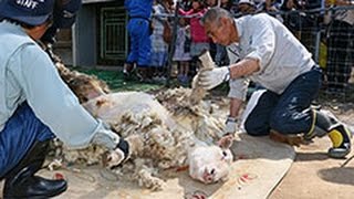 ヒツジ毛刈り見学始まる　さっぽろ羊ケ丘展望台　ストライダー体験も