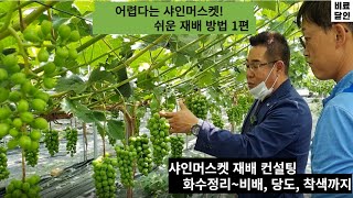 상주 샤인머스켓 컨설팅 - 이동학농가 2년차 고수확.