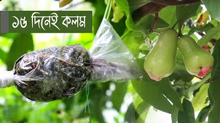 জামরুল গাছে কলম করার সহজ পদ্ধতি | How to Grafting Water Apple Tree | Creative Farmer