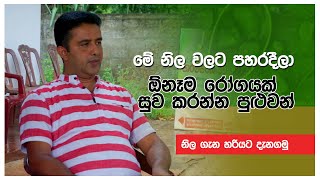 මේ නිල වලට පහරදීලා ඕනෑම රෝගයක් සුව කරන්න පුලුවන් | Isiwara Adawiya | Hela Herabal | Sri Lanka