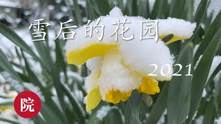 【彬彬有院】花 •603《春雪后的花园2021》