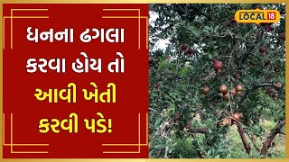 Organic Farming | ખેતીએ કર્યા માલામાલ! દાડમની ખેતી થકી આ ખેડૂતે મેળવ્યુ 17 લાખનું ઉત્પાદન | #Local18