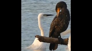 勅使池でダイサギとカワウがキス！？ / Great Egret and Great Cormorant are kissing each other? @Chokushi Pond