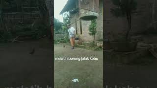 Cara melatih burung jalak kebo biar jinak #burung #jalakkebo #burunglucu #videoviral #fyp