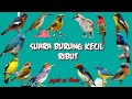 suara burung ribut cocok untuk pikat burung bandel susah turun tanpa iklan jejak si thole #part 049