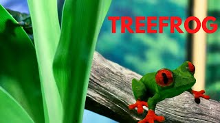 Tree Frog 3D Printed - Tutorial,  Print settings, Time Lapse, Showcase, Painting