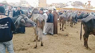 اسعار الجاموس الوالد والعشر واللبن في سوق بيبان تبع كوم حماده بحيره اليوم