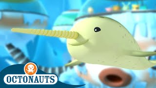 Octonauts - The Arctic Narwhal | Full Episode 20 | Cartoons for Kids | Underwater Sea Education