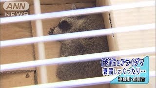 住宅街にアライグマ　衰弱して、ぐったり・・・神奈川(14/05/04)