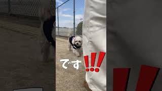 仲良くクン活をする犬【関西弁でしゃべる犬】Dogs sniffing together#645#dog#Dogwalking#散歩#公園#トイプードル#ミニチュアシュナウザー#shorts