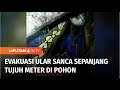 Damkar Evakuasi Ular Sanca Sepanjang 7 Meter yang Melilit di atas Pohon di Parepare | Liputan 6