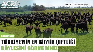 Türkiye'nin En Büyük Manda Çiftliği! Böylesini Görmediniz | Baş Çoban - Agro Tv