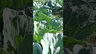 Cabbage planting 🌱/ முட்டைகோஸ் வளர்ப்பு 💚/ Ni...