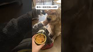 教你如何让狗子吃蔬菜 干饭狗的日常 傻狗的日常 一看就是干饭狗 哈喽啊小金毛 当你有只嘴馋小狗