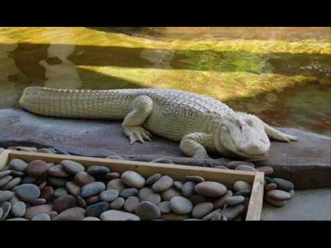 Paranormal Creatures Part 1 Youtube