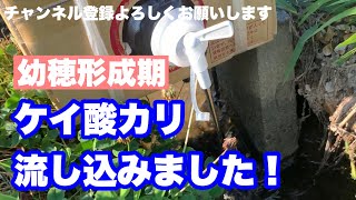 田んぼにケイ酸カリ流し込みました！【2022年7月26日】