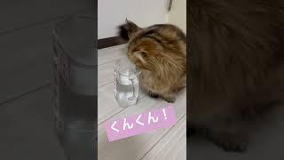 【ミヌエット】置いてある水を飲もうとした猫が可愛い　#cat #ねこ #可愛い #cute