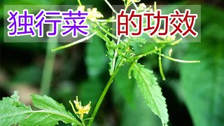 独行菜的功效和作用，独行菜食疗方法,独行菜食用禁忌