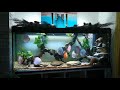 beautiful blue diamond discus tank gorgeous aquarium discus