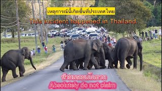 Ep.154 พาเหรดช้างป่า..เกิดขึ้นในประเทศไทย..ห้ามเคลมนะ..!! #เขาใหญ่ #elephant #nature #wildlife