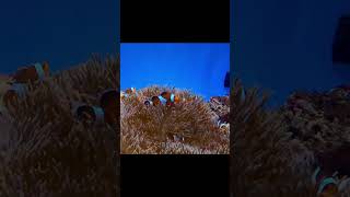 ニモおった😘　Anemone fish